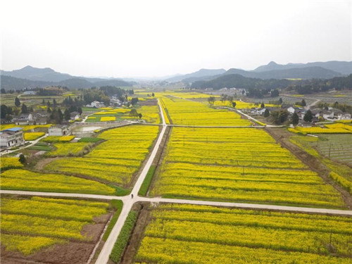 西充建立10万余亩油料生产和供给基地