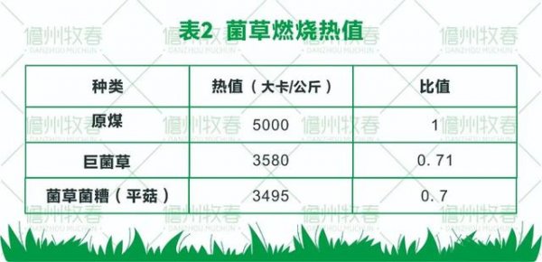 1ea906ea02b6c10c914308677e458d74 菌草变燃料 打造环保生物质发电新模式