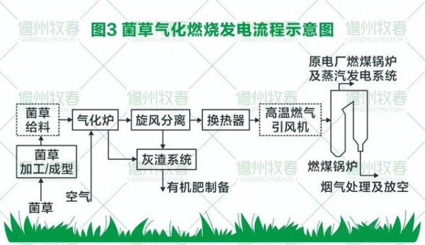 fba200f2938a8562fe9cfdf9ab49204a 菌草变燃料 打造环保生物质发电新模式